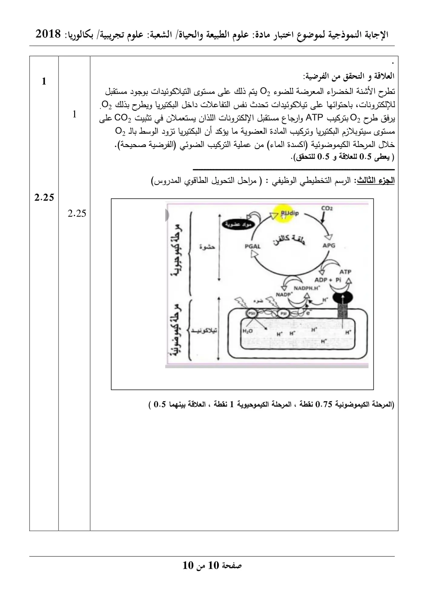 الصفحة 10 من 10